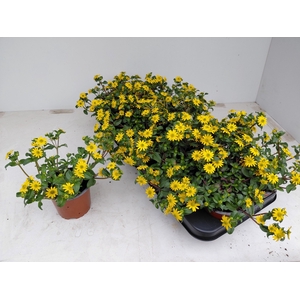 SANV PROCUMBENS