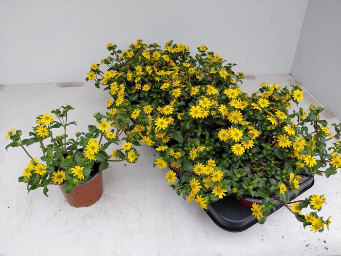 <h4>SANV PROCUMBENS</h4>