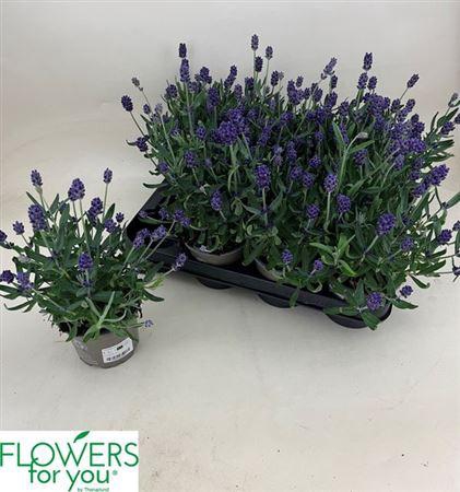 <h4>Lavan An Lav Purple</h4>