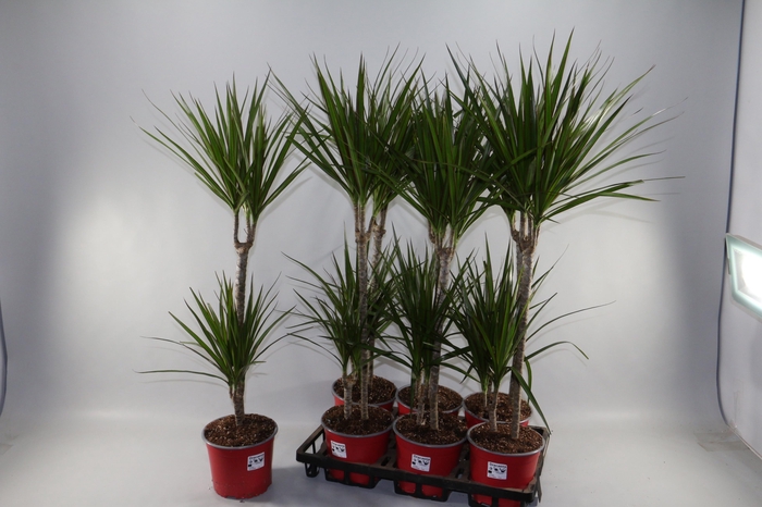 <h4>DRA MARGINATA</h4>