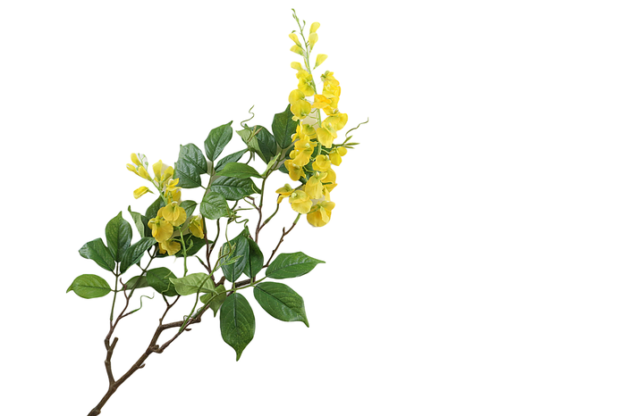 <h4>Wisteria Yellow</h4>