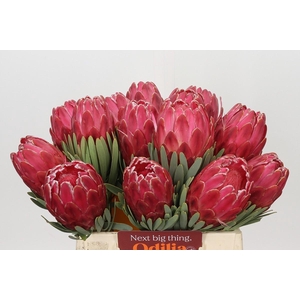 Protea Venus