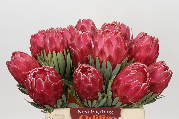 <h4>Protea Venus</h4>