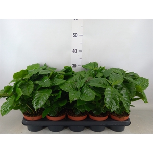 Coffea arabica
