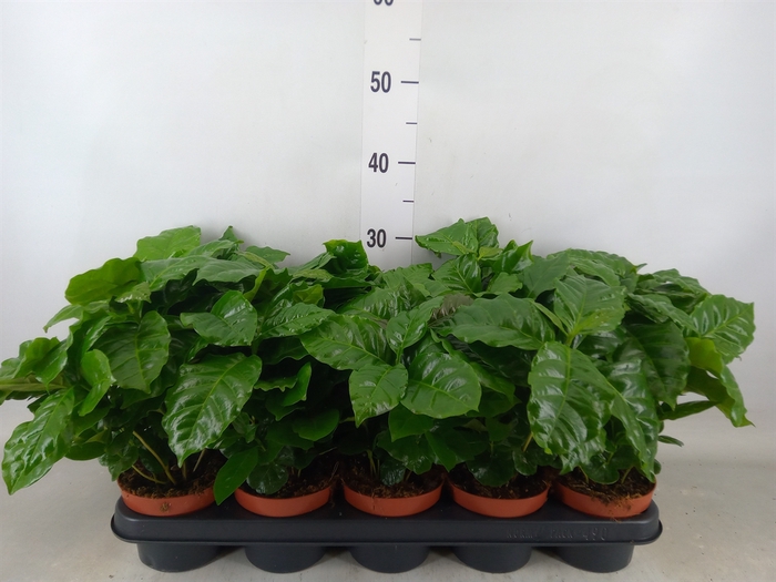 <h4>Coffea arabica</h4>