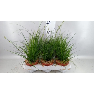 Carex brunnea