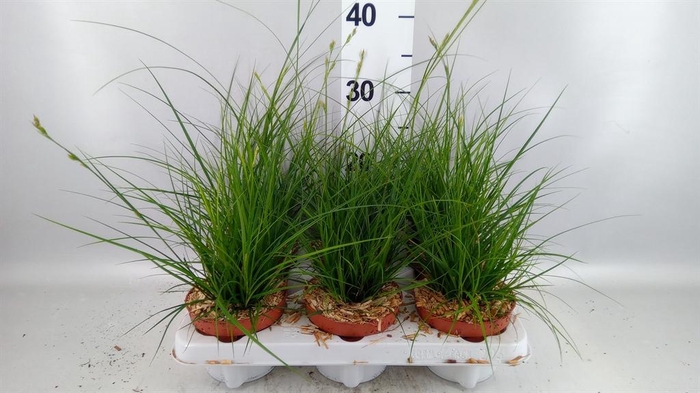 <h4>Carex brunnea</h4>
