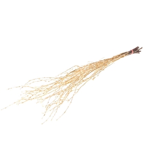 Birch 60cm 10pc Gold