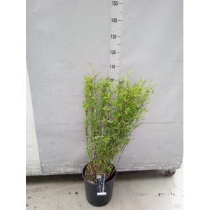 Fargesia nitida 'Volcano'