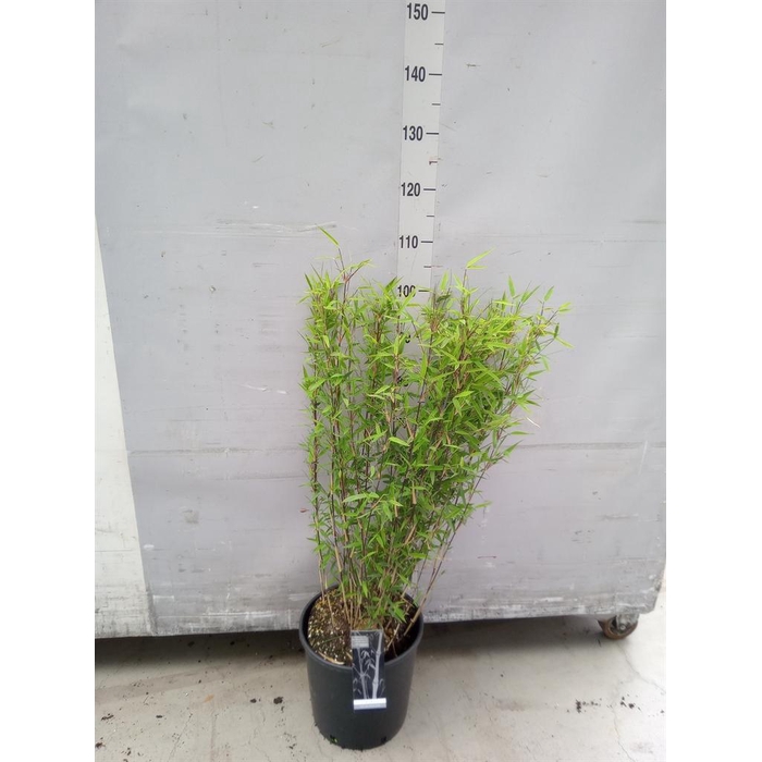 <h4>Fargesia nitida 'Volcano'</h4>