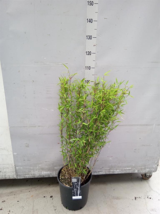 <h4>Fargesia nitida 'Volcano'</h4>