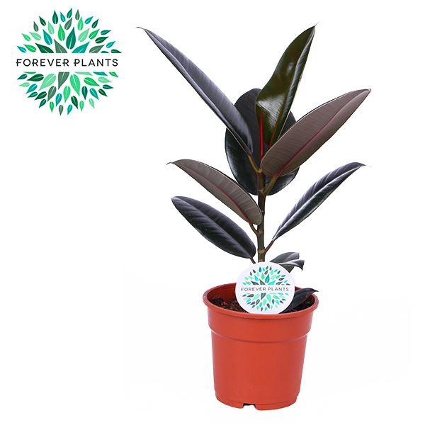 <h4>Ficus Elastica Abidjan</h4>