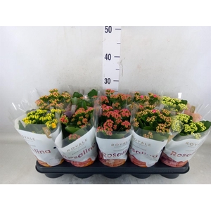 Kalanchoe blos. 'RoyalDon'   ..mix