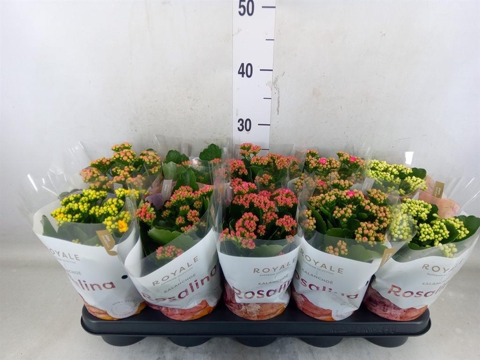 <h4>Kalanchoe blos. 'RoyalDon'   ..mix</h4>