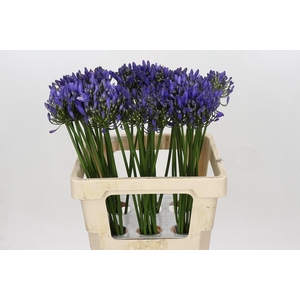 Agapanthus Uri