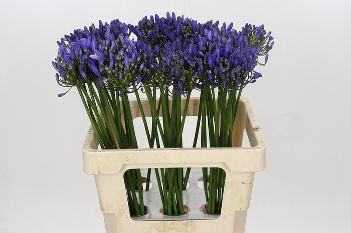 <h4>Agapanthus Uri</h4>