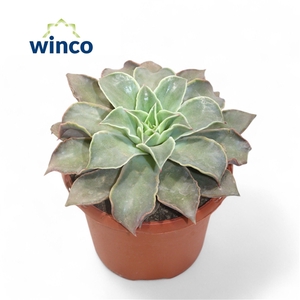 Echeveria Madiba