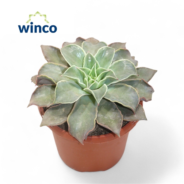 <h4>Echeveria Madiba</h4>