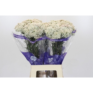 Ozothamnus Cooks Snow White