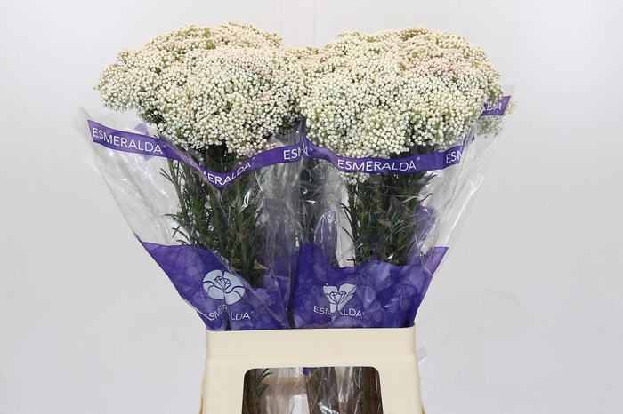 Ozothamnus Cooks Snow White