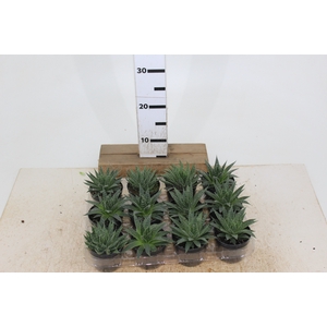 SUCULENTAS HAWORTHIA MARUMIANA P09