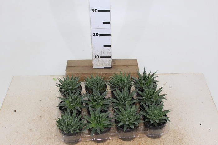 SUCULENTAS HAWORTHIA MARUMIANA P09