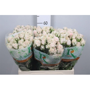 R Tr Royal Porcelina