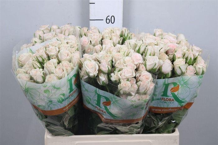 <h4>R Tr Royal Porcelina</h4>