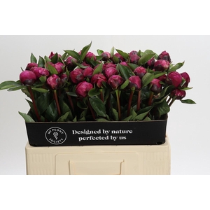 Paeonia Red Sarah