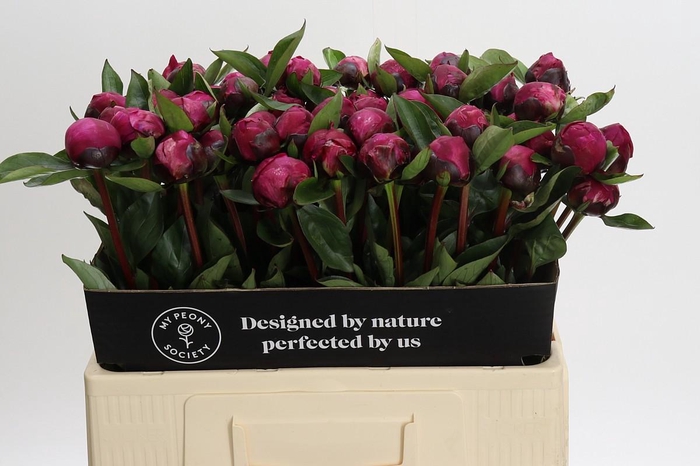 <h4>Paeonia Red Sarah</h4>