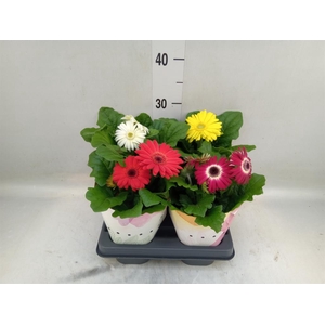 Gerbera  'Colourgame'   ...mix