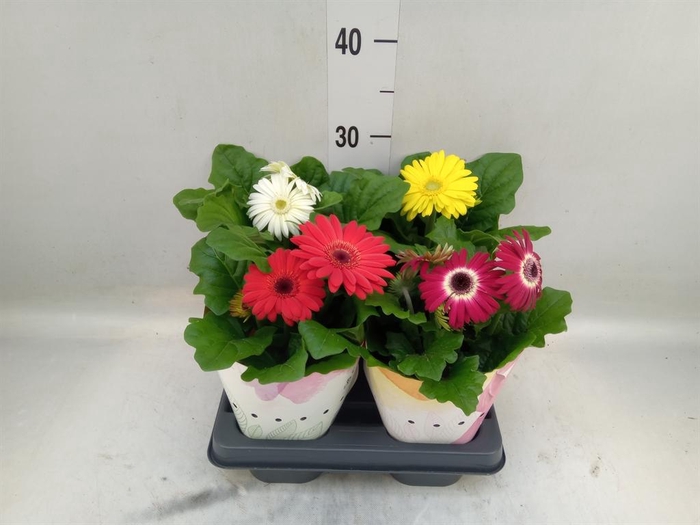 <h4>Gerbera  'Colourgame'   ...mix</h4>