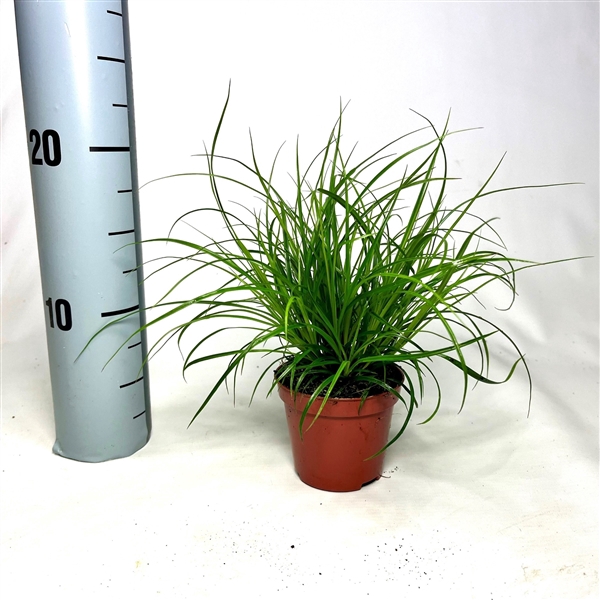 Carex brunnea p8