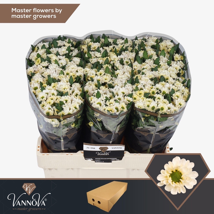 <h4>Chr S Rossi White</h4>