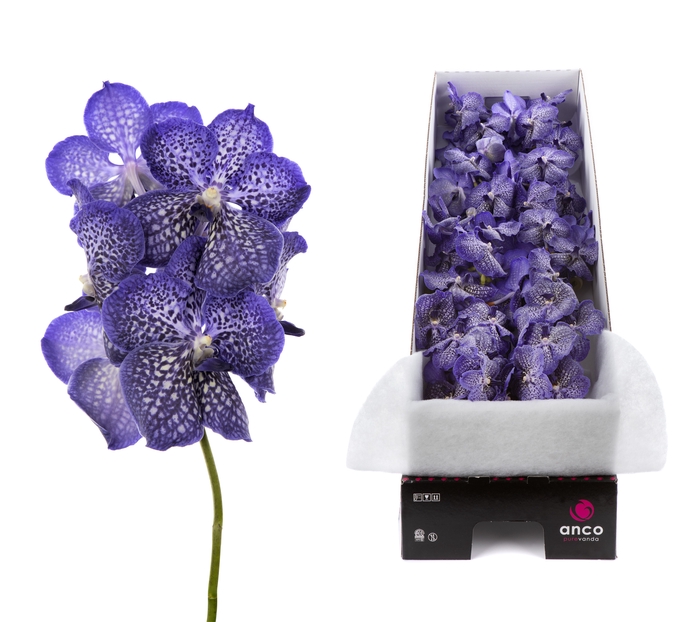 <h4>Vanda Sunanda Sapphire</h4>