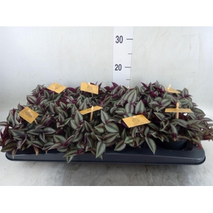 Tradescantia zebr. 'Purpusii'