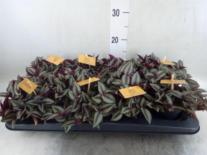 <h4>Tradescantia zebr. 'Purpusii'</h4>