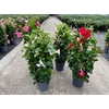 Dipladenia dubbelboog div.kleuren, 1 kleur per kist
