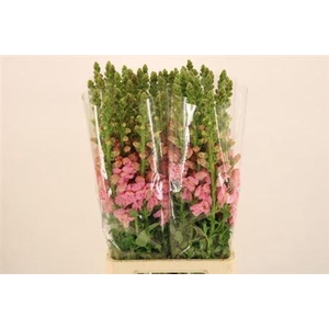 Antir Avignon C Rose 90cm