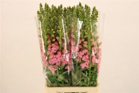 <h4>Antir Avignon C Rose 90cm</h4>