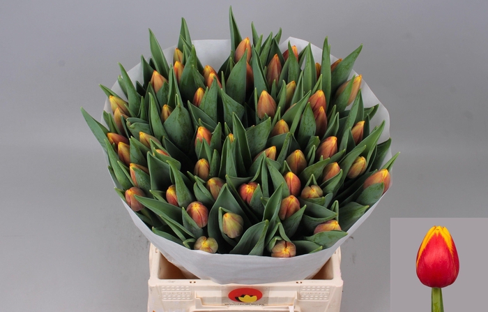 <h4>TU EN RAMBO</h4>