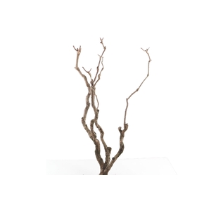 Syringa Branch Super Argento