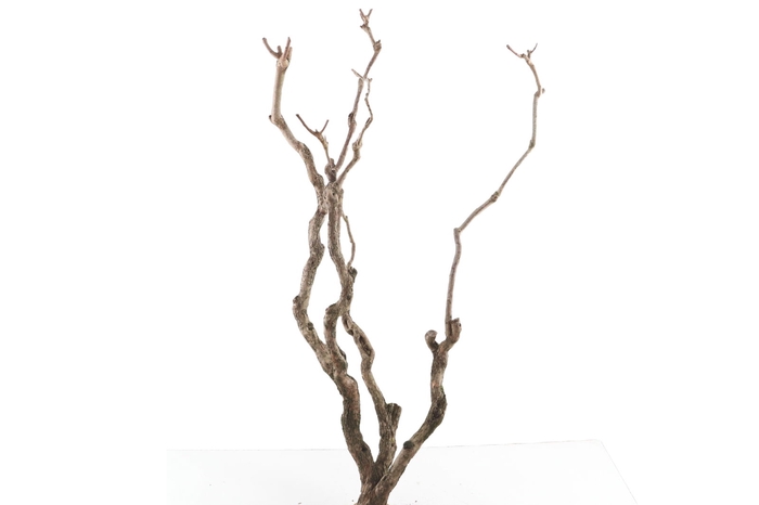 <h4>Syringa Branch Super Argento</h4>