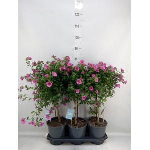 Anisodontea capensis 'Elega Prince'