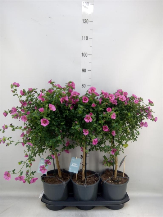 <h4>Anisodontea capensis 'Elega Prince'</h4>