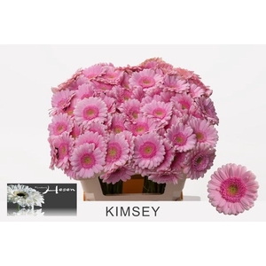 GE MI KIMSEY