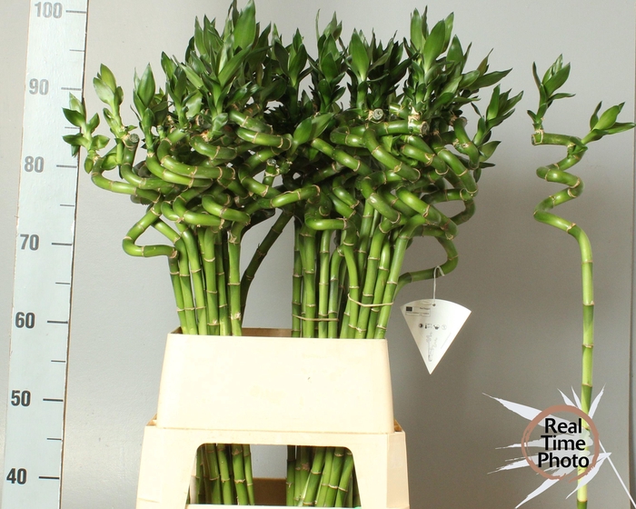 <h4>Drac Lucky Bamboo</h4>