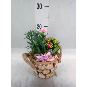 Arr.   Tuinplanten L%