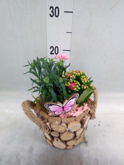 <h4>Arr.   Tuinplanten L%</h4>