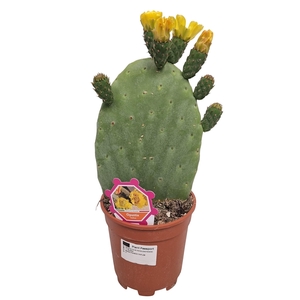 OPUNTIA